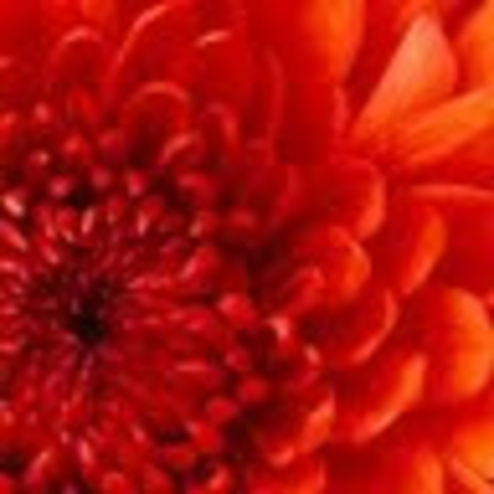 Meet your Posher, Martha